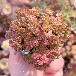 A l̍Ղ Q V _ ϗtA CeA O[ GPxA Z_ AGI