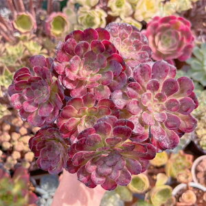 A Aeonium ubN`F[ V _ ϗtA CeA O[ GPxA Z_ AGI