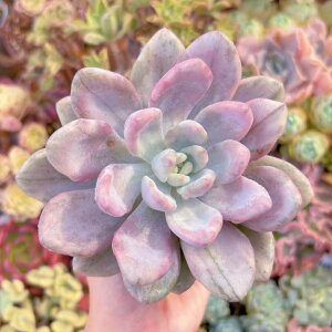 多肉植物 オパリナ錦 新入荷 るる農園 観葉植物 インテリア グリーン エケベリア セダム アエオ