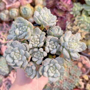 A ojrX(Ή) V _ ϗtA CeA O[ GPxA Z_ AGI