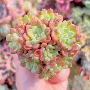 多肉植物 スノーピーチ 群生 新入荷 るる農園 観葉植物 インテリア グリーン エケベリア セダム アエオ
