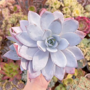 A ? c V _ ϗtA CeA O[ GPxA Z_ AGI