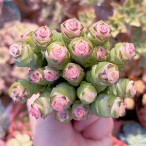 A crassula fantasy(ԋі18) V _ ϗtA CeA O[ GPxA Z_ AGI