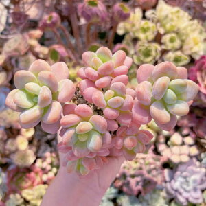 A }J Q V _ ϗtA CeA O[ GPxA Z_ AGI