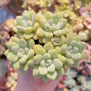 A `[CK Q V _ ϗtA CeA O[ GPxA Z_ AGI