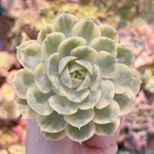 A IX[() V _ ϗtA CeA O[ GPxA Z_ AGI