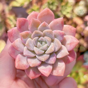 A Echeveria V _ ϗtA CeA O[ GPxA Z_ AGI