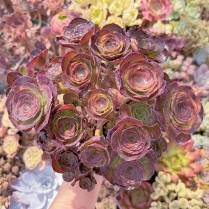 A [Y Q V _ ϗtA CeA O[ GPxA Z_ AGI