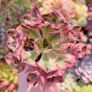 A XR[v(4`8) Q V _ ϗtA CeA O[ GPxA Z_ AGI