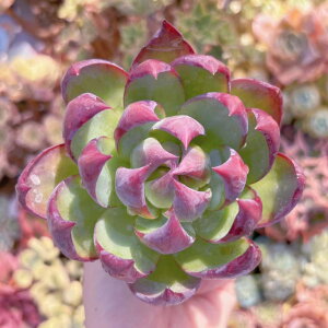 A JVI() V _ ϗtA CeA O[ GPxA Z_ AGI