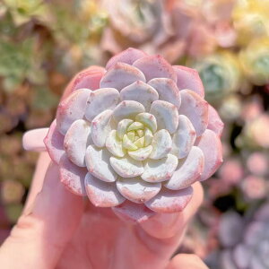 A AY[[ V _ ϗtA CeA O[ GPxA Z_ AGI