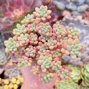 多肉植物 キャビア 群生 新入荷 るる農園 観葉植物 インテリア グリーン エケベリア セダム アエオ