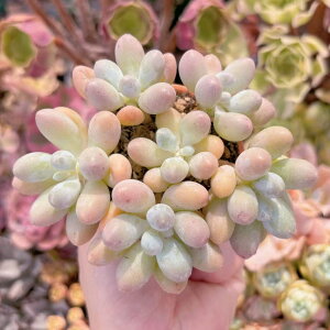 多肉植物 湯園チーズ(6頭) 新入荷 るる農園 観葉植物 インテリア グリーン エケベリア セダム アエオ