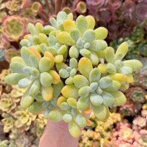 多肉植物 香玉 大群生 新入荷 るる農園 観葉植物 インテリア グリーン エケベリア セダム アエオ