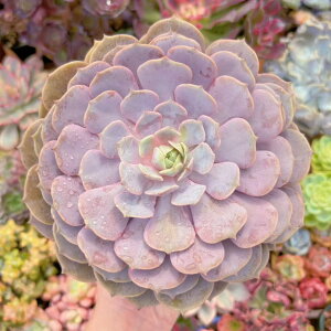 A [ c V _ ϗtA CeA O[ GPxA Z_ AGI