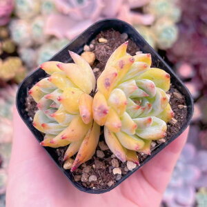 uv#903 A _ ϗtA CeA O[ GPxA Z_ AGI