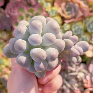 A ~N~ Vi V _ ϗtA CeA O[ GPxA Z_ AGI