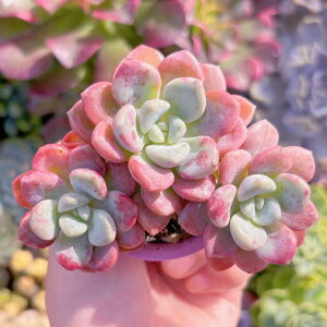 多肉植物 ラブリーディアー 群生 新入荷 るる農園 観葉植物 インテリア グリーン エケベリア セダム アエオ