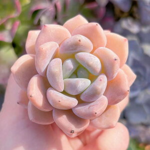 A `x[Y V _ ϗtA CeA O[ GPxA Z_ AGI