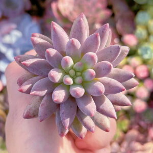 多肉植物 金魚姫 新入荷 るる農園 観葉植物 インテリア グリーン エケベリア セダム アエオ