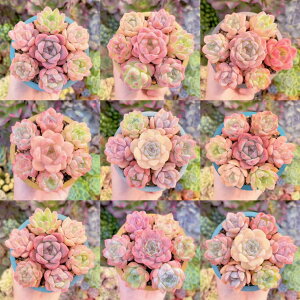 <★ 初心者向け7苗セット★楽天市場開店御礼>再入荷 るる農園 多肉植物 初心者向け 観葉植物 インテリア グリーン エケベリア セダム アエオ 開店御礼 数量限定