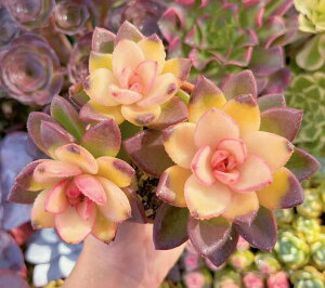 A pC[Y Q V _ ϗtA CeA O[ GPxA Z_ AGI