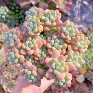 A LrA Q V _ ϗtA CeA O[ GPxA Z_ AGI