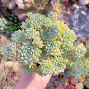 A Ou[Txu[~j} Q V _ ϗtA CeA O[ GPxA Z_ AGI