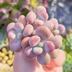 A  Q V _ ϗtA CeA O[ GPxA Z_ AGI