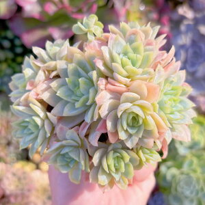 A NB[[Y֋ Q V _ ϗtA CeA O[ GPxA Z_ AGI