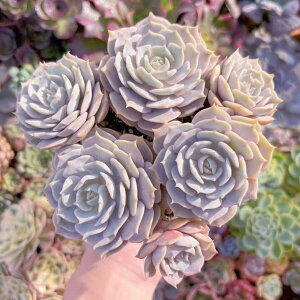 A [(5`8) Q V _ ϗtA CeA O[ GPxA Z_ AGI