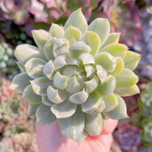 A ᔒ}A V _ ϗtA CeA O[ GPxA Z_ AGI