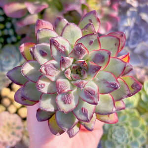 A RubhGbW V _ ϗtA CeA O[ GPxA Z_ AGI