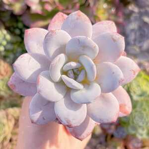 多肉植物 ピンクラウイ 新入荷 るる農園 観葉植物 インテリア グリーン エケベリア セダム アエオ