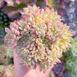 A  Q V _ ϗtA CeA O[ GPxA Z_ AGI