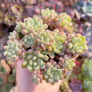 A G Q V _ ϗtA CeA O[ GPxA Z_ AGI