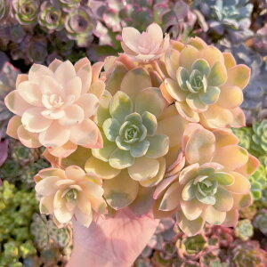 多肉植物 シルクベール錦 大群生 新入荷 るる農園 観葉植物 インテリア グリーン エケベリア セダム アエオ