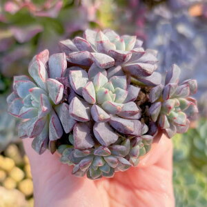 A TuR{T Q V _ ϗtA CeA O[ GPxA Z_ AGI