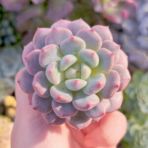 A ᓍ V _ ϗtA CeA O[ GPxA Z_ AGI