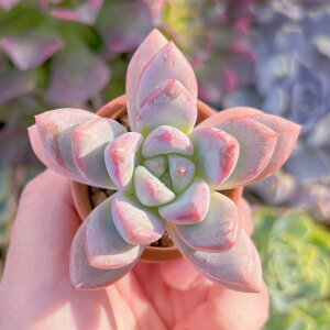 多肉植物 新品種 一葉(イチヨウ) 新入荷 るる農園 観葉植物 インテリア グリーン エケベリア セダム アエオ