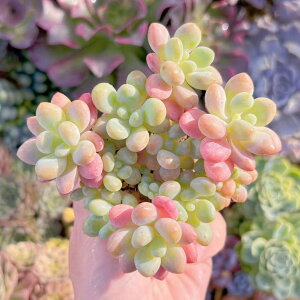 A Daphne Q V _ ϗtA CeA O[ GPxA Z_ AGI