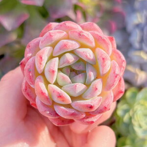 A A}hx[ V _ ϗtA CeA O[ GPxA Z_ AGI