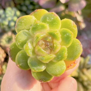 A Vi  V _ ϗtA CeA O[ GPxA Z_ AGI