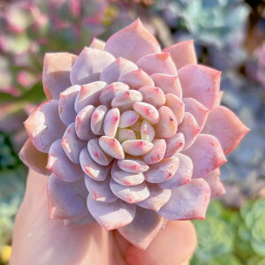 多肉植物 星星雪 新入荷 るる農園 観葉植物 インテリア グリーン エケベリア セダム アエオ