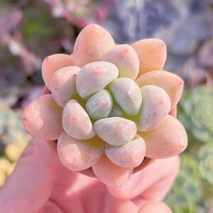 A  V _ ϗtA CeA O[ GPxA Z_ AGI