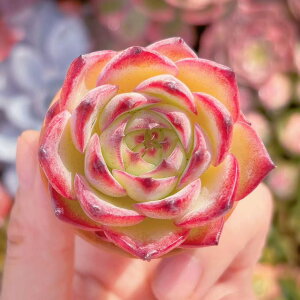 多肉植物 プリドニス クリスマスバンプ 新入荷 るる農園 観葉植物 インテリア グリーン エケベリア セダム アエオ