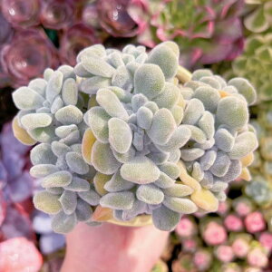 A Wԉ c V _ ϗtA CeA O[ GPxA Z_ AGI