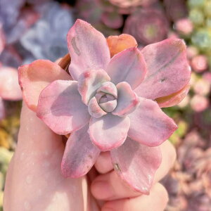 A `[h V _ ϗtA CeA O[ GPxA Z_ AGI