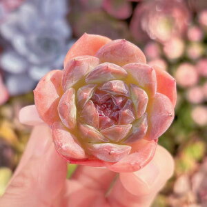 多肉植物 紅琥珀 新入荷 るる農園 観葉植物 インテリア グリーン エケベリア セダム アエオ