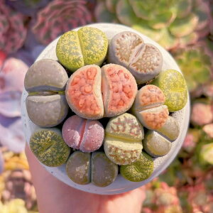 A Z(12) V _ ϗtA CeA O[ GPxA Z_ AGI